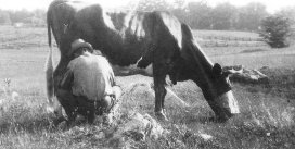 'Pop' Gore milking his cow at the farm